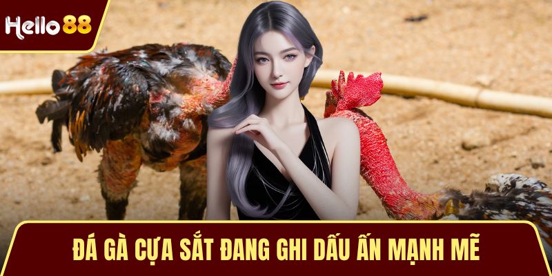 Đá gà cựa sắt đang ghi dấu ấn mạnh mẽ