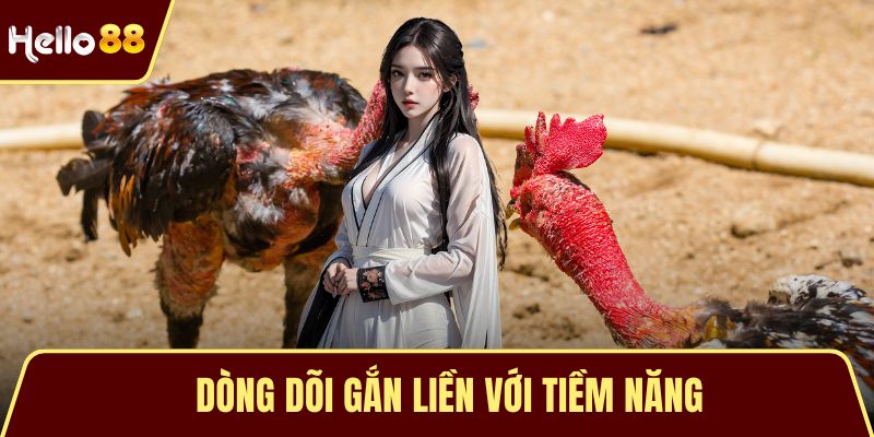 Đá Gà Tre – Nghệ Thuật Tiềm Năng Của Những Võ Sĩ Tí Hon Dòng dõi gắn liền với tiềm năng