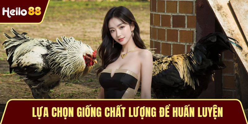 Gà Chiến Thắng Lớn - Bí Mật Chinh Phục Đấu Trường Thomo Lựa chọn giống chất lượng để huấn luyện
