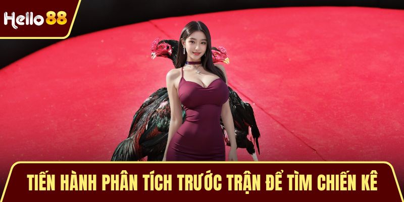 Gà Chiến Thắng Lớn - Bí Mật Chinh Phục Đấu Trường Thomo Tiến hành phân tích trước trận để tìm chiến kê