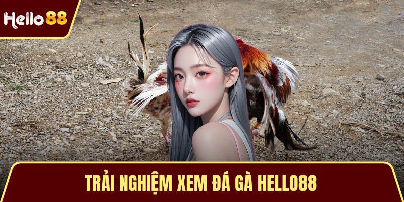 Trải Nghiệm Xem Đá Gà HELLO88 – Đỉnh Cao Của Cảm Xúc